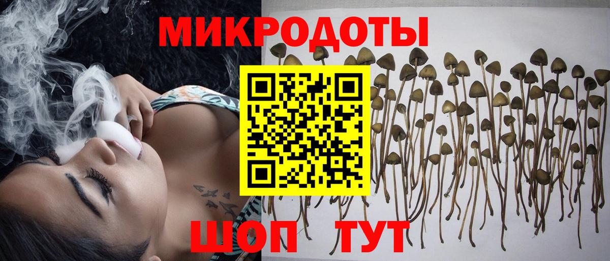 Псилоцибиновые грибы Psilocybe Сердобск